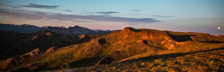 Successful hunt of a Dall Sheep