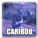 Caribou Hunt